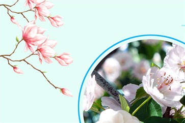 注冊(cè)會(huì)計(jì)師報(bào)名條件是什么？接下來的幾個(gè)月如何復(fù)習(xí)？