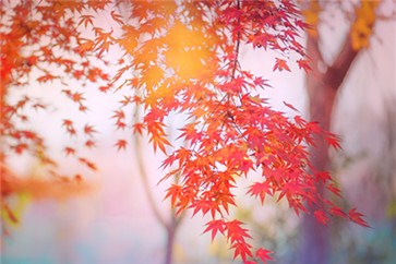 備考注冊會(huì)計(jì)師復(fù)習(xí)時(shí)間不充足了？該如何取舍？